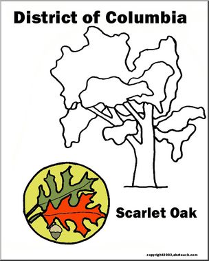 District of Columbia: State Tree – Scarlet Oak