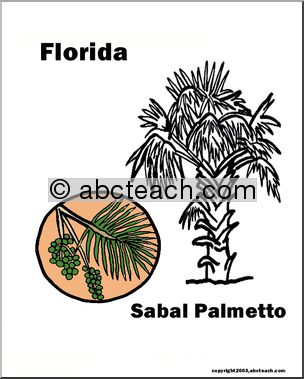 Florida: State Tree – Cabbage Palmetto