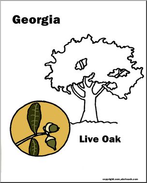 Georgia:  State Tree – Live Oak