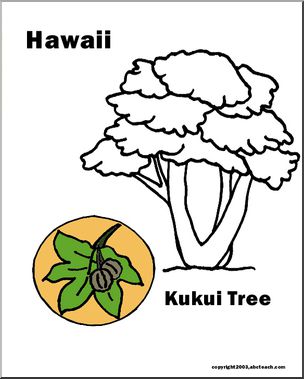 Hawaii: State Tree – Kukui Tree