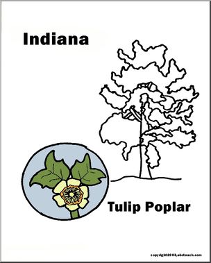 Indiana: State Tree  -Tulip Tree (tulip poplar)
