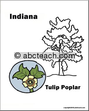 Indiana: State Tree  -Tulip Tree (tulip poplar)
