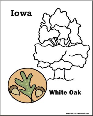 Iowa: State Tree – Oak