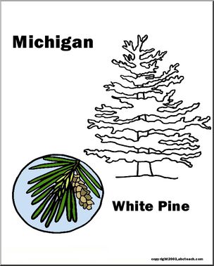 Michigan: State Tree – White Pine