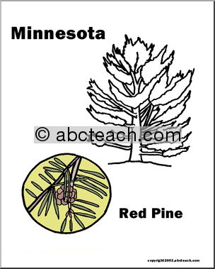 Minnesota: State Tree – Red Pine