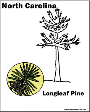 North Carolina: State Tree – Pine (longleaf)