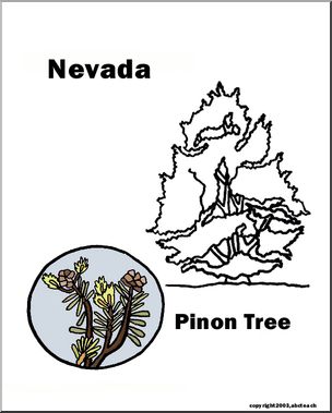 Nevada: State Tree – Singleleaf Pinon