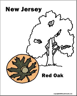 New Jersey: State Tree – Northern Red Oak