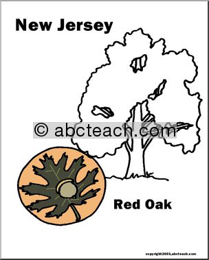New Jersey: State Tree – Northern Red Oak