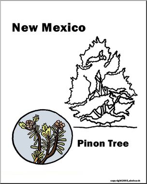 New Mexico: State Tree – Pinon