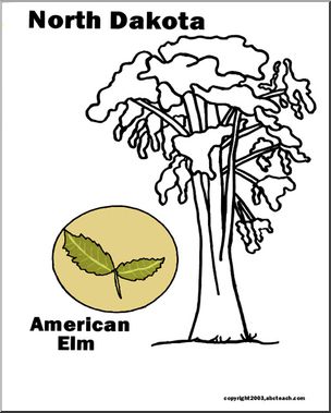 North Dakota: State Tree – American Elm