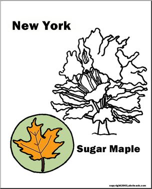 New York: State Tree – Sugar Maple
