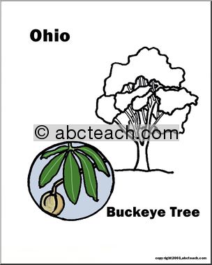 Ohio: State Tree – Ohio Buckeye