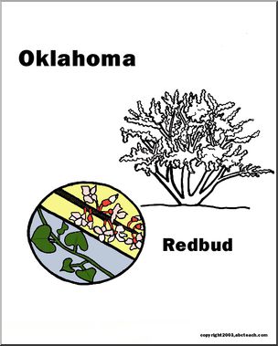 Oklahoma: State Tree –  Eastern Redbud