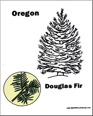 Oregon: State Tree – Douglas Fir