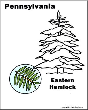 Pennsylvania: State Tree – Eastern Hemlock