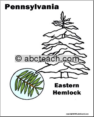 Pennsylvania: State Tree – Eastern Hemlock