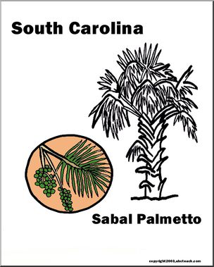 South Carolina: State Tree  – Cabbage Palmetto