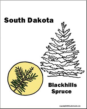 South Dakota: State Tree – Black Hills Spruce