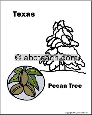 Texas: State Tree – Pecan