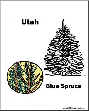 Utah: State Tree – Blue Spruce
