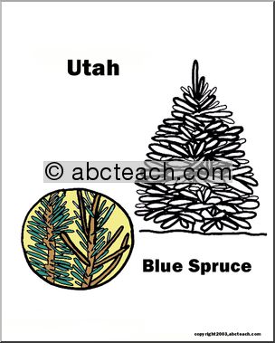 Utah: State Tree – Blue Spruce
