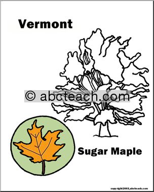 Vermont: State Tree – Sugar Maple