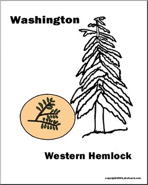 Washington: State Tree – Western Hemlock