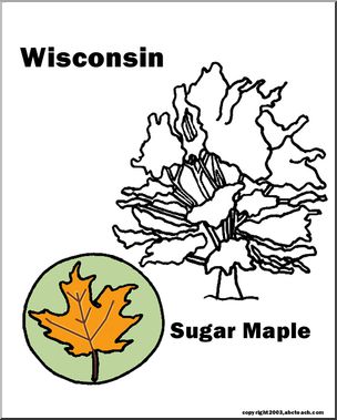 Wisconsin: State Tree – Sugar Maple