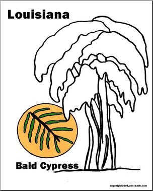 Louisiana: State Tree – Bald Cypress