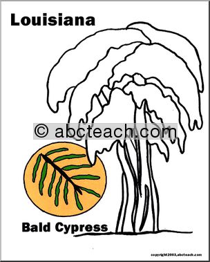 Louisiana: State Tree – Bald Cypress