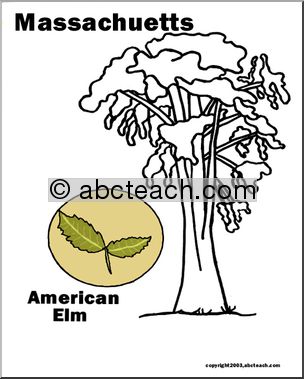 Massachusetts: State Tree – American Elm