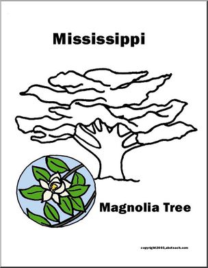 Mississippi: State Tree – Southern Magnolia
