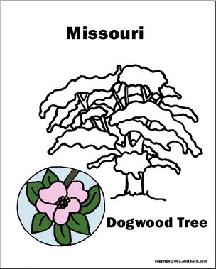 Missouri: State Tree – Flowering Dogwood