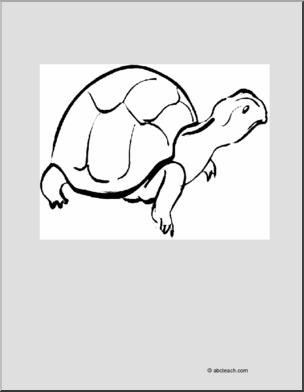 Coloring Page: Turtle