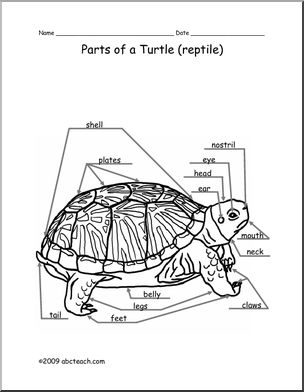 Animal Diagram: Turtle (labeled and unlabeled)