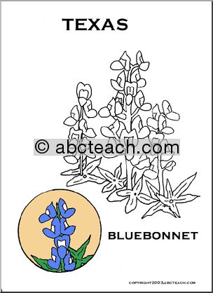 Texas: State Flower – Bluebonnet