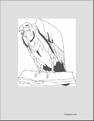 Coloring Page: Vulture