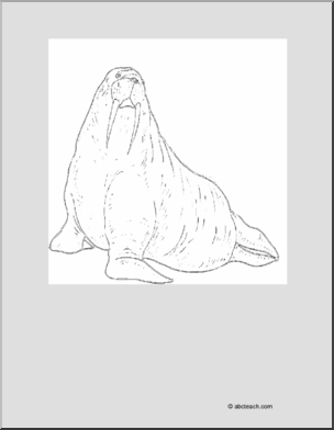 Coloring Page: Walrus