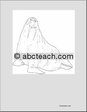 Coloring Page: Walrus