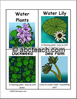 Vocabulary Cards: Water Plants (color) (upper elem/middle)
