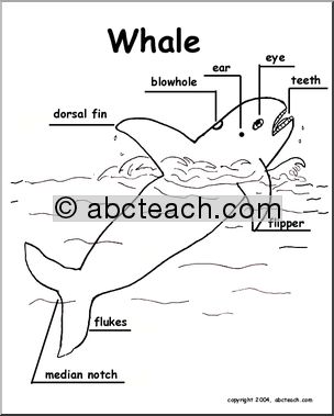 Animal Diagrams:  Whale (labeled parts)