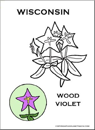 Wisconsin: State Flower – Wood Violet