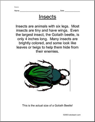 Word Search: Insect