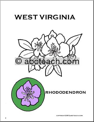 West Virginia:  State Flower – Rhododendron